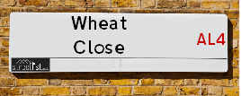 Wheat Close