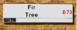 Fir Tree Grove